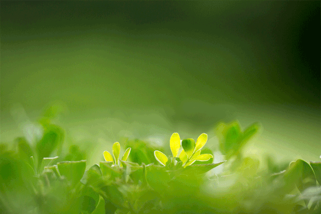 春天花正開，春敏快走開！