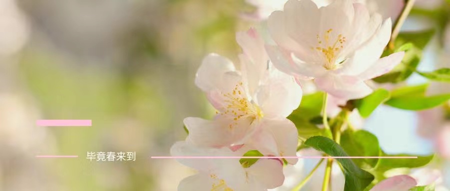 Oh，No! 春天美美的，你卻黃黃的....